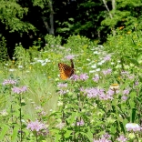 Great spangled fritillary butterfly