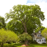 Urban Forestry book