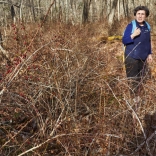 Japanese barberry infestation