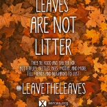 Leaves are not litter by Xerces Society