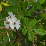 Multiflora rose is a state-listed invasive plant.