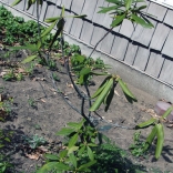 Rhododendron planted in the wrong place, results in poor plant health