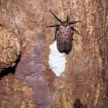 Spotted lanternfly eggs photo by Luke Hearon CC 2.0