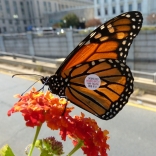 Tagged monarch butterfly, photo by Katja Schulz Wikimedia Commons