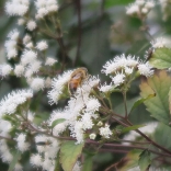 Bee on white snakeroot