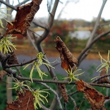 November-blooming witch hazel