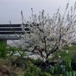 Beach plums are deer resistant and drought tolerant. 