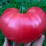 Rose de Berne tomato, photo: Fruition Seeds