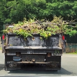 Plant debris on a truck at a transfer station
