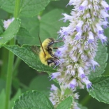 Queen bumblebee on purple hyssop by Kimberly Stoner, Ph.D. 