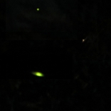 Firefly lights