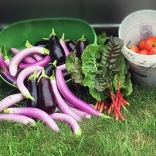 vegetable harvest