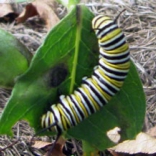 Monarch caterpillar on milkweed leaf
