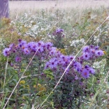 New England aster