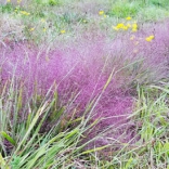 Purple love grass in August