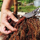 root pruning