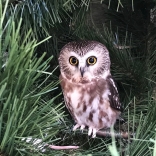 Saw-whet Owl overwinters along the Connecticut shoreline but nests farther north. 