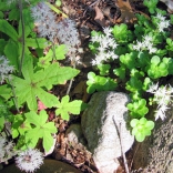 Sedum ternatum Woodland stonecrop