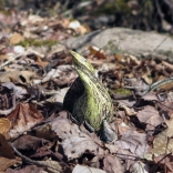 Skunk cabbage emerges very early. 